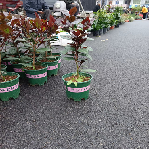 漳平市红叶贝拉茶花