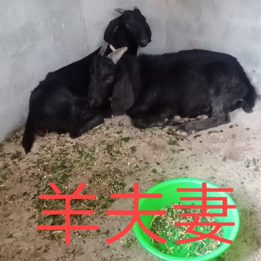 资阳大耳种公羊