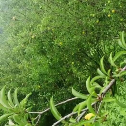 兴义市贵州顺丰包邮蜂糖李
