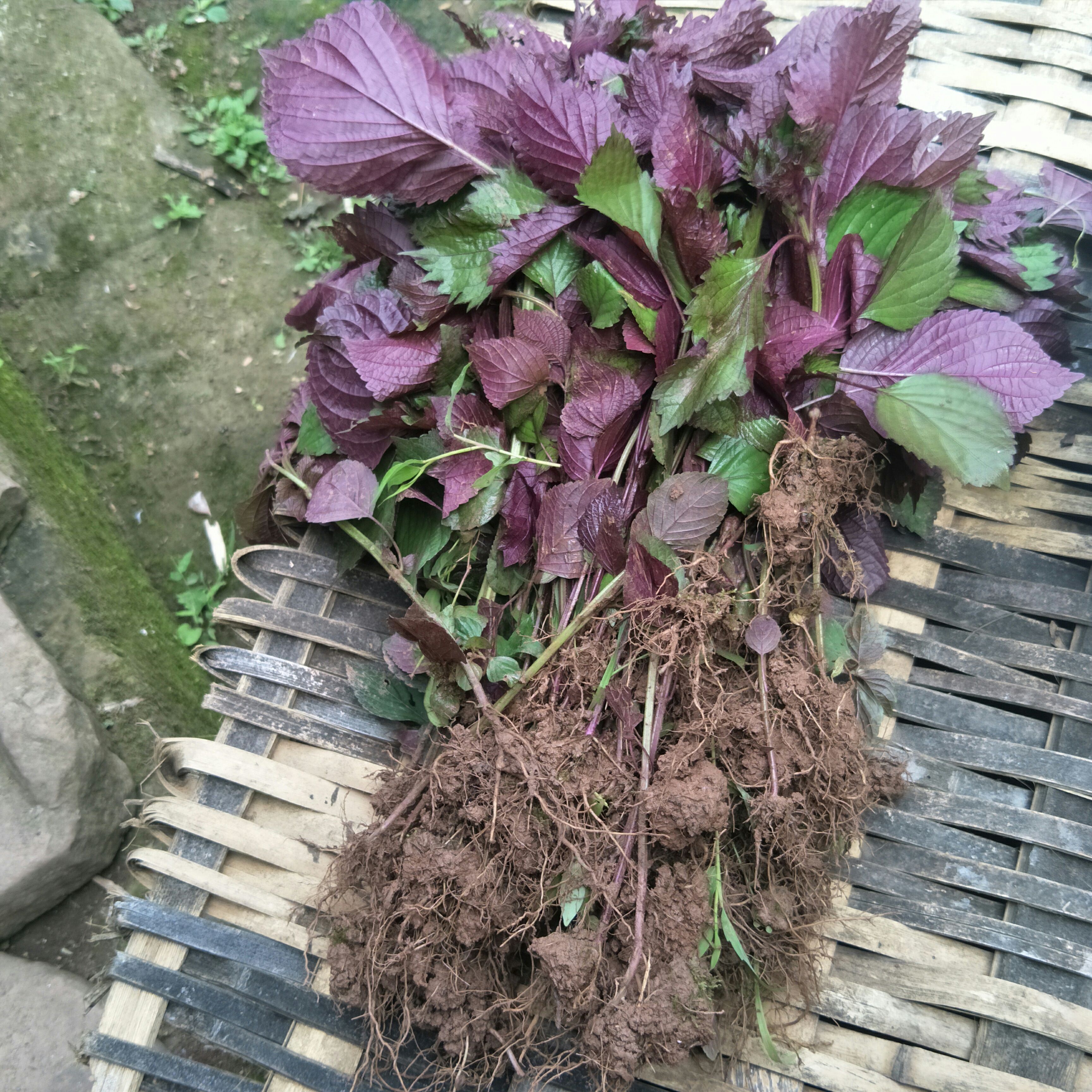 野生紫苏苗，自然生长，单面紫色，可制茶，作菜，盆栽，芳香怡人