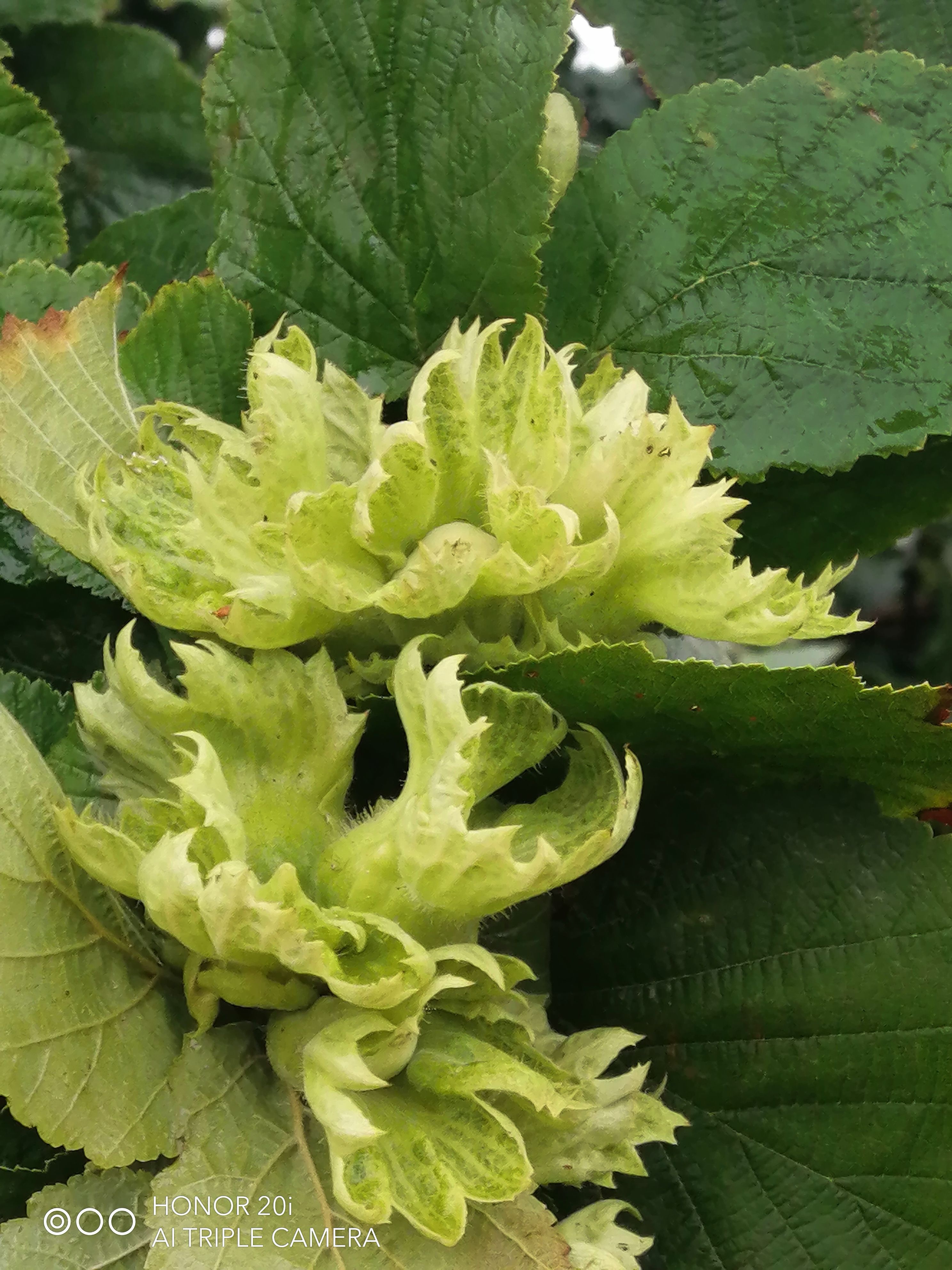 25年新货！新鲜青皮水瓤大榛子（达维品种）（已售罄）