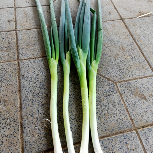 邢台出售铁杆大葱量大从优