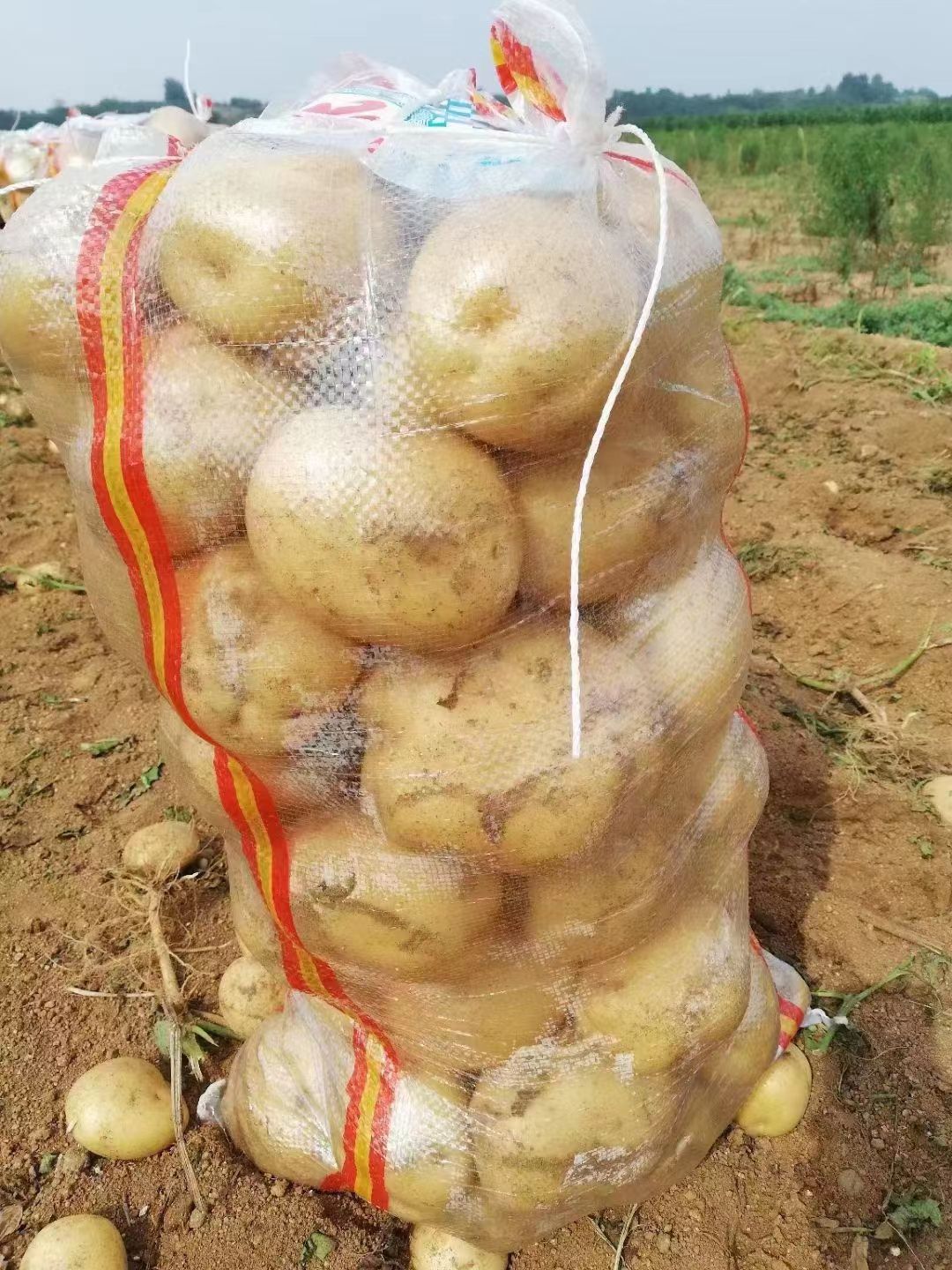辽宁绥中中暑山地黄皮黄心土豆大量上市了个大皮毛亮薯型正