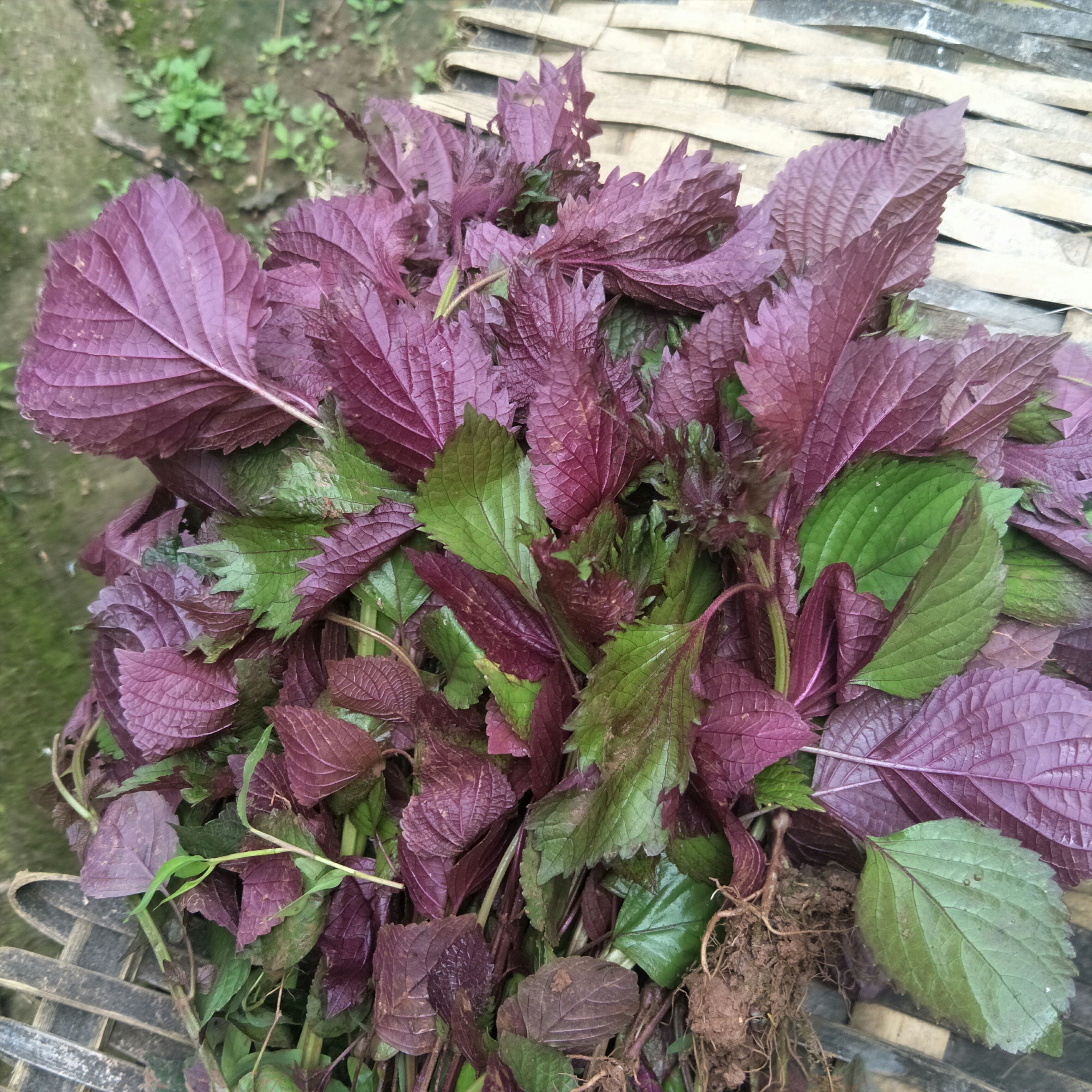 野生紫苏苗，自然生长，单面紫色，可制茶，作菜，盆栽，芳香怡人