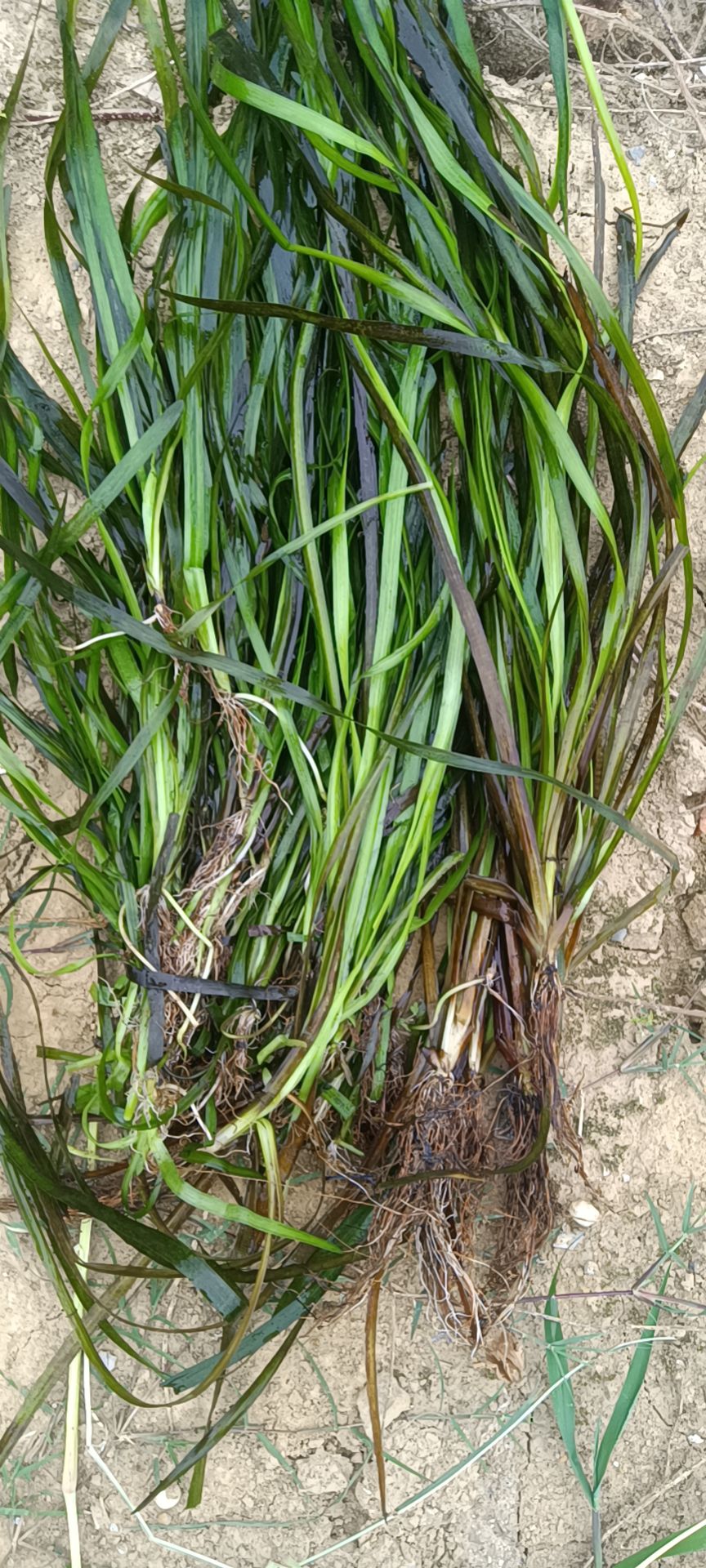 四季青矮苦草！大苦草