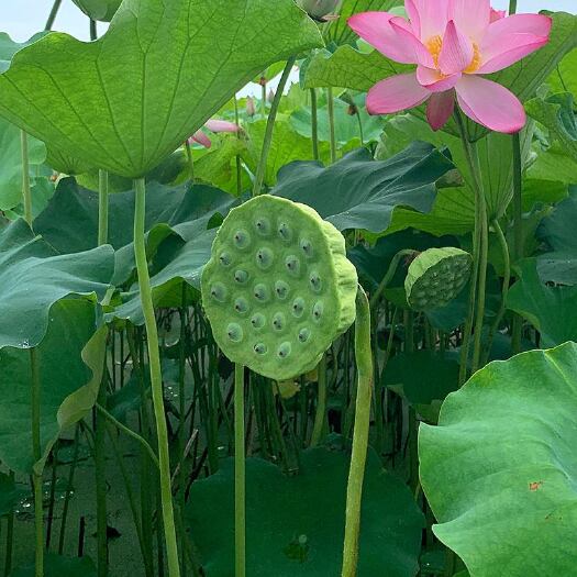 华阴市泉水莲蓬，水果莲蓬，口味甘甜