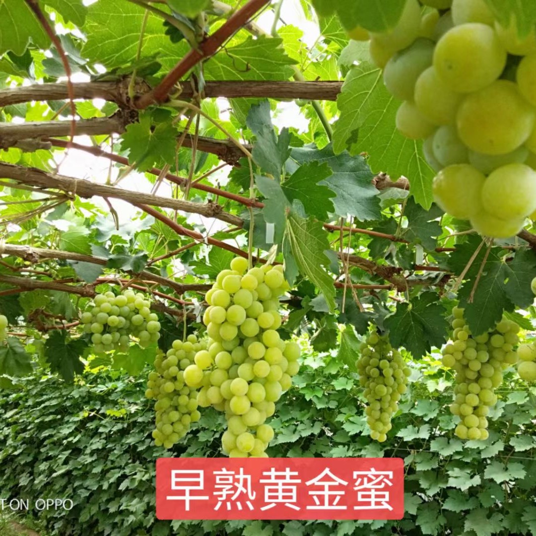 黄金蜜葡萄苗，又名早阳光，早熟，粒子大，硬脆香甜，耐储运
