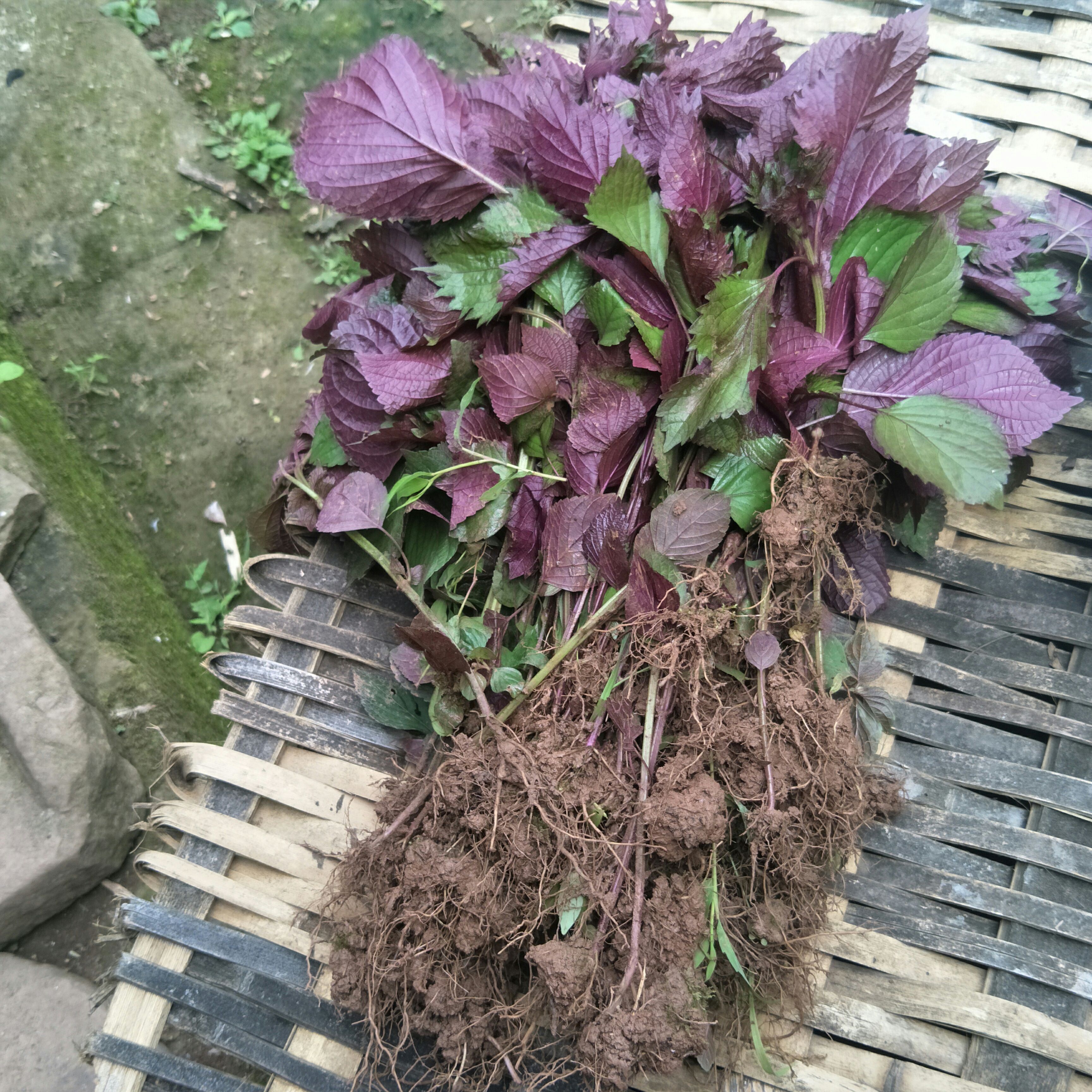 野生紫苏苗，自然生长，单面紫色，可制茶，作菜，盆栽，芳香怡人