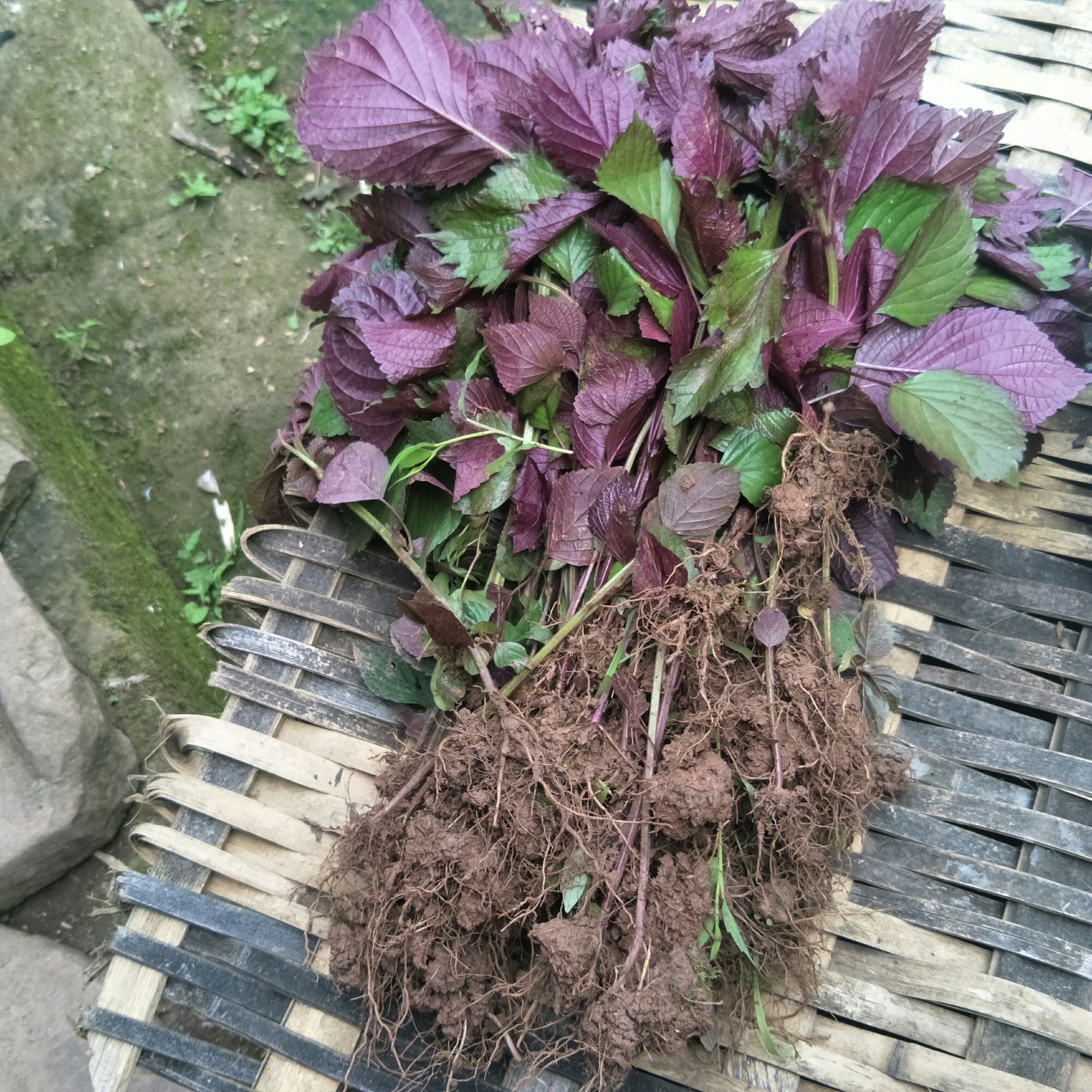 野生紫苏苗，自然生长，单面紫色，可制茶，作菜，盆栽，芳香怡人