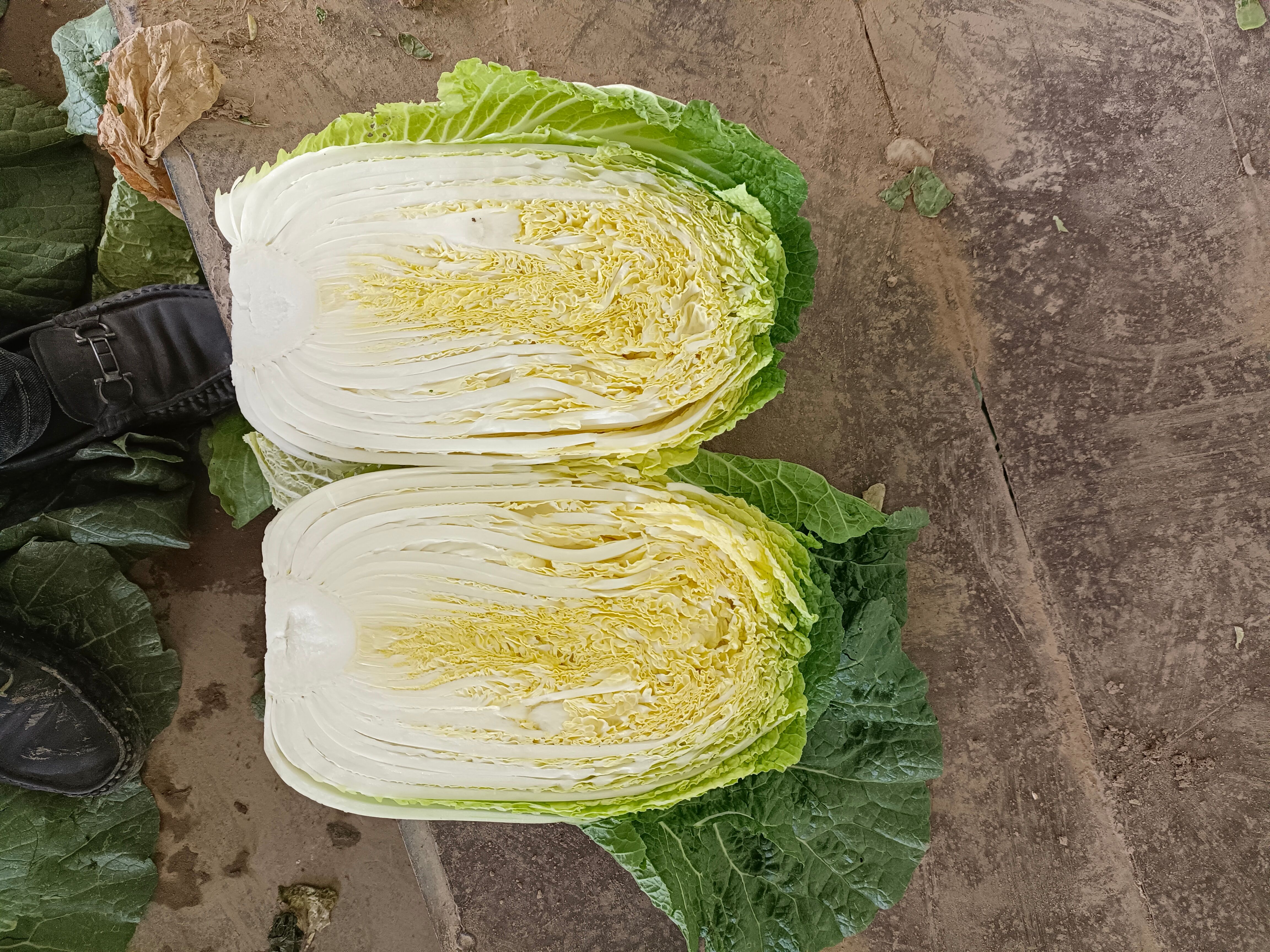 黄心大白菜已大量上市适合全国各地市场有需要的老板随时联