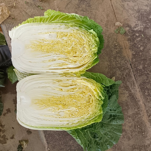 临洮县黄心大白菜已大量上市适合全国各地市场有需要的老板随时联