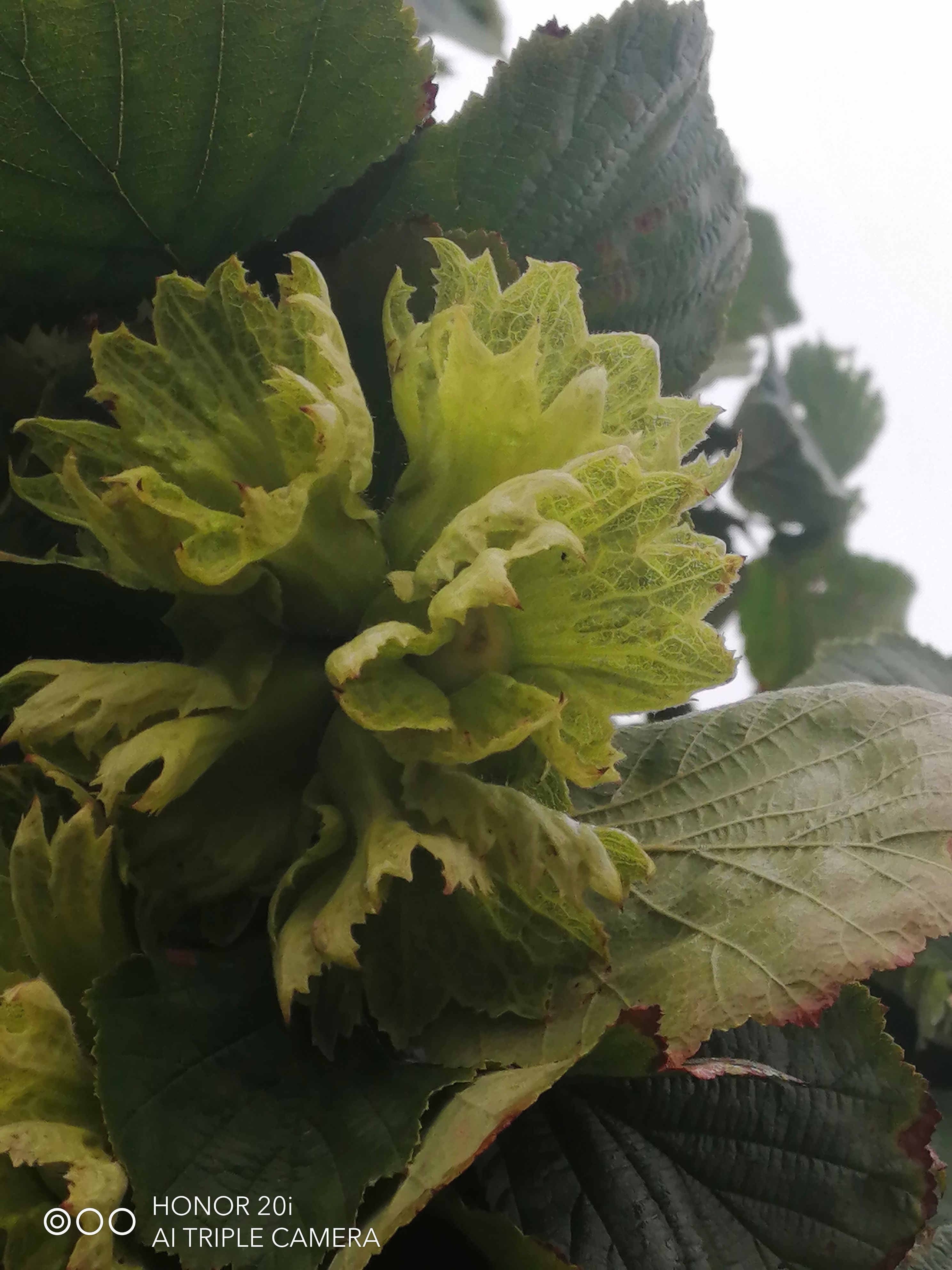 25年新货！新鲜青皮水瓤大榛子（达维品种）（已售罄）