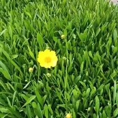 杭州金鸡菊小杯，大花金鸡菊小杯苗