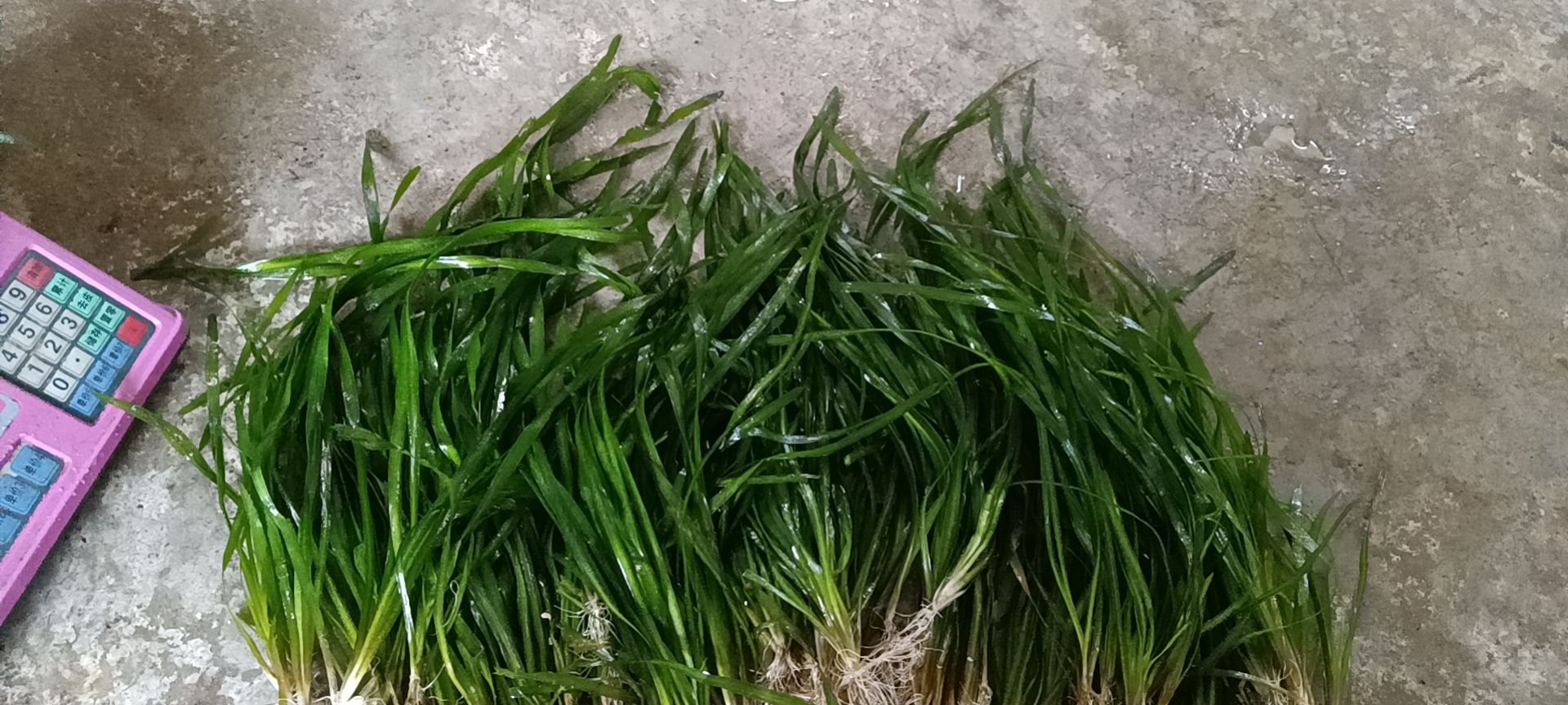 四季青矮苦草！大苦草