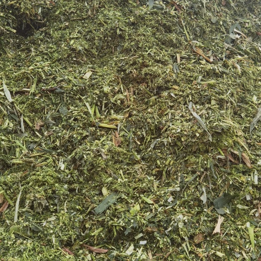 芜湖甜玉米青储