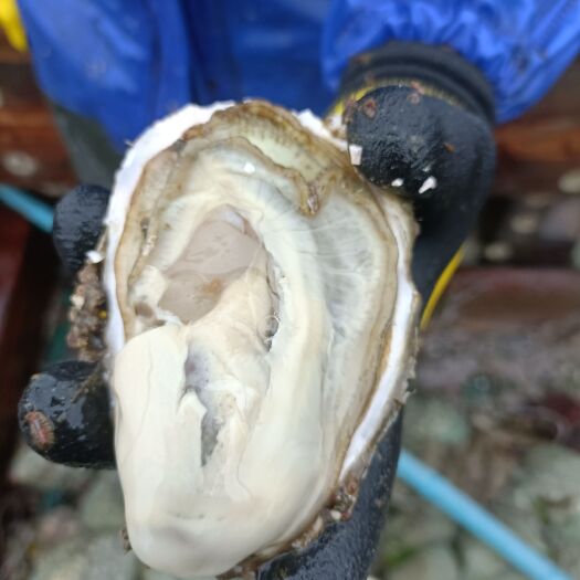 长海县纯种三倍体生蚝，味道鲜美。大量有货