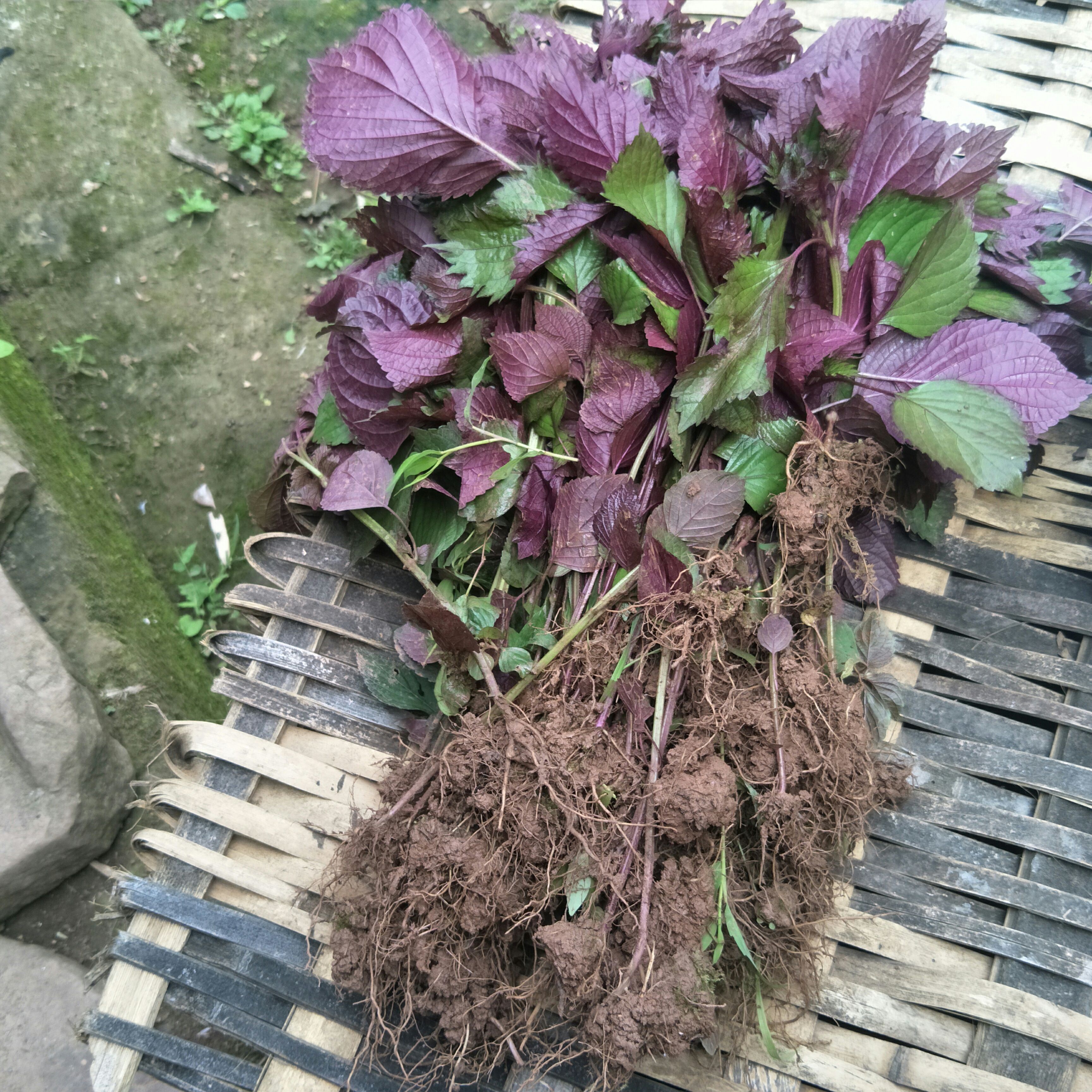 野生紫苏苗，自然生长，单面紫色，可制茶，作菜，盆栽，芳香怡人