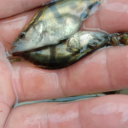 黄冈翘嘴鳜  鳜鱼苗