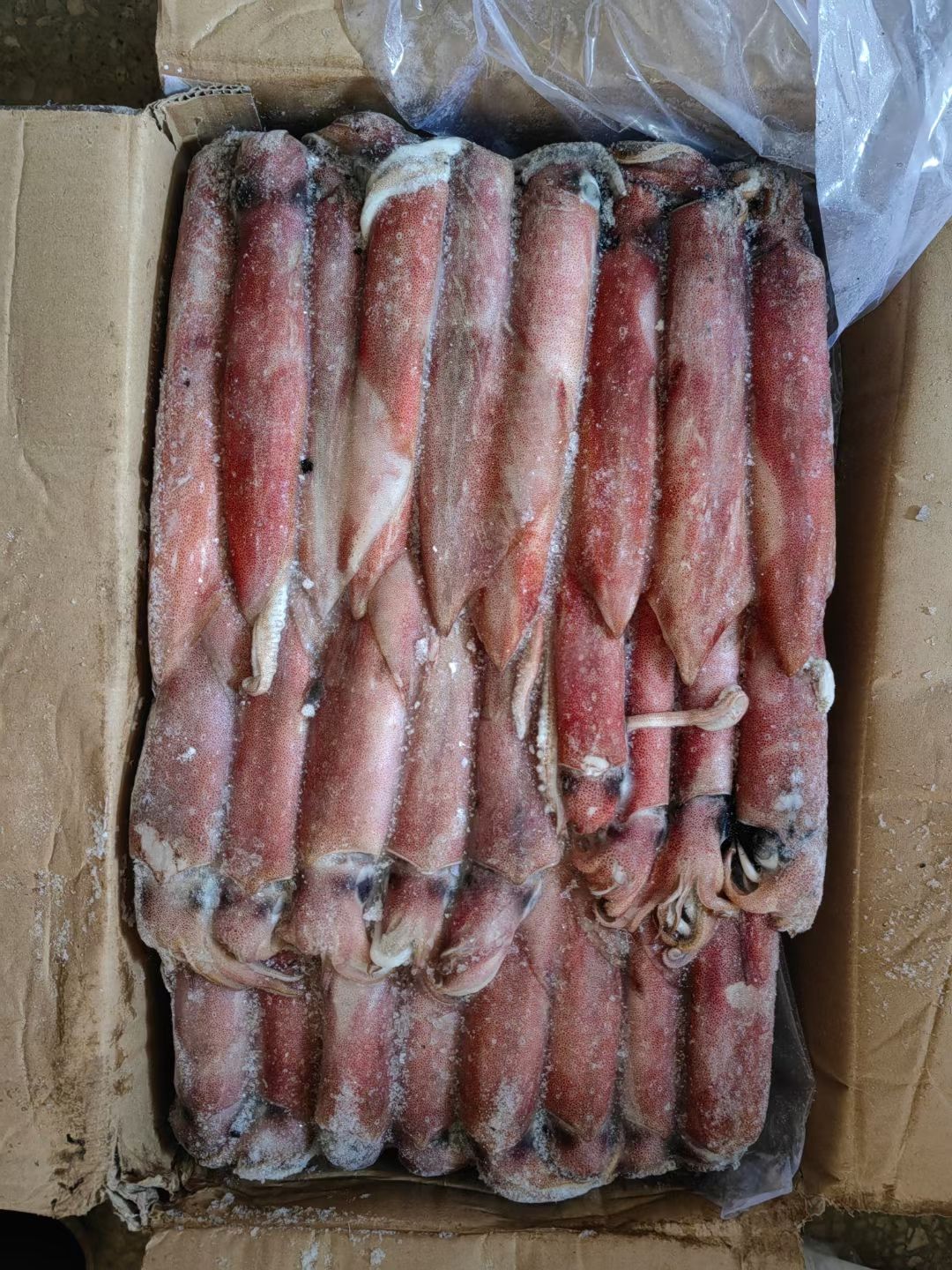 北海印尼红鱿 船冻干冻带膏灯照鱿鱼/脆口冰鲜笔管鱼 枪乌贼