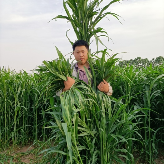 嘉祥县高丹王牧草