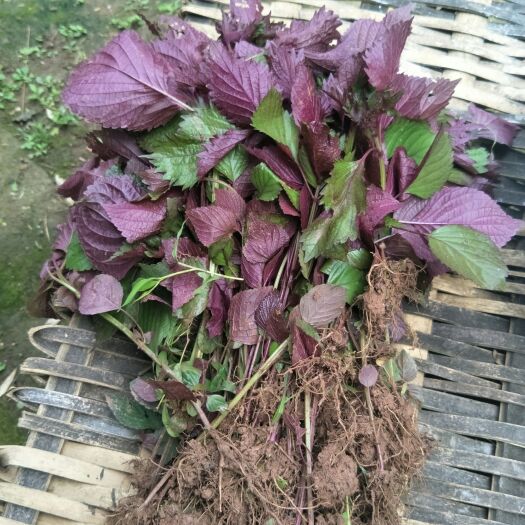 蓬安县野生紫苏苗，自然生长，单面紫色，可制茶，作菜，盆栽，芳香怡人