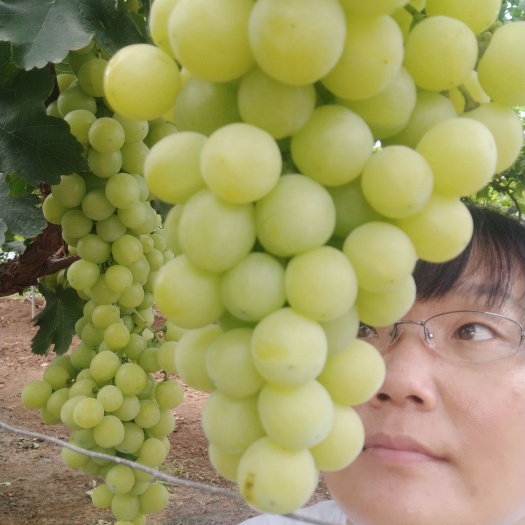 卢龙县黄金蜜葡萄苗，又名早阳光，早熟，粒子大，硬脆香甜，耐储运