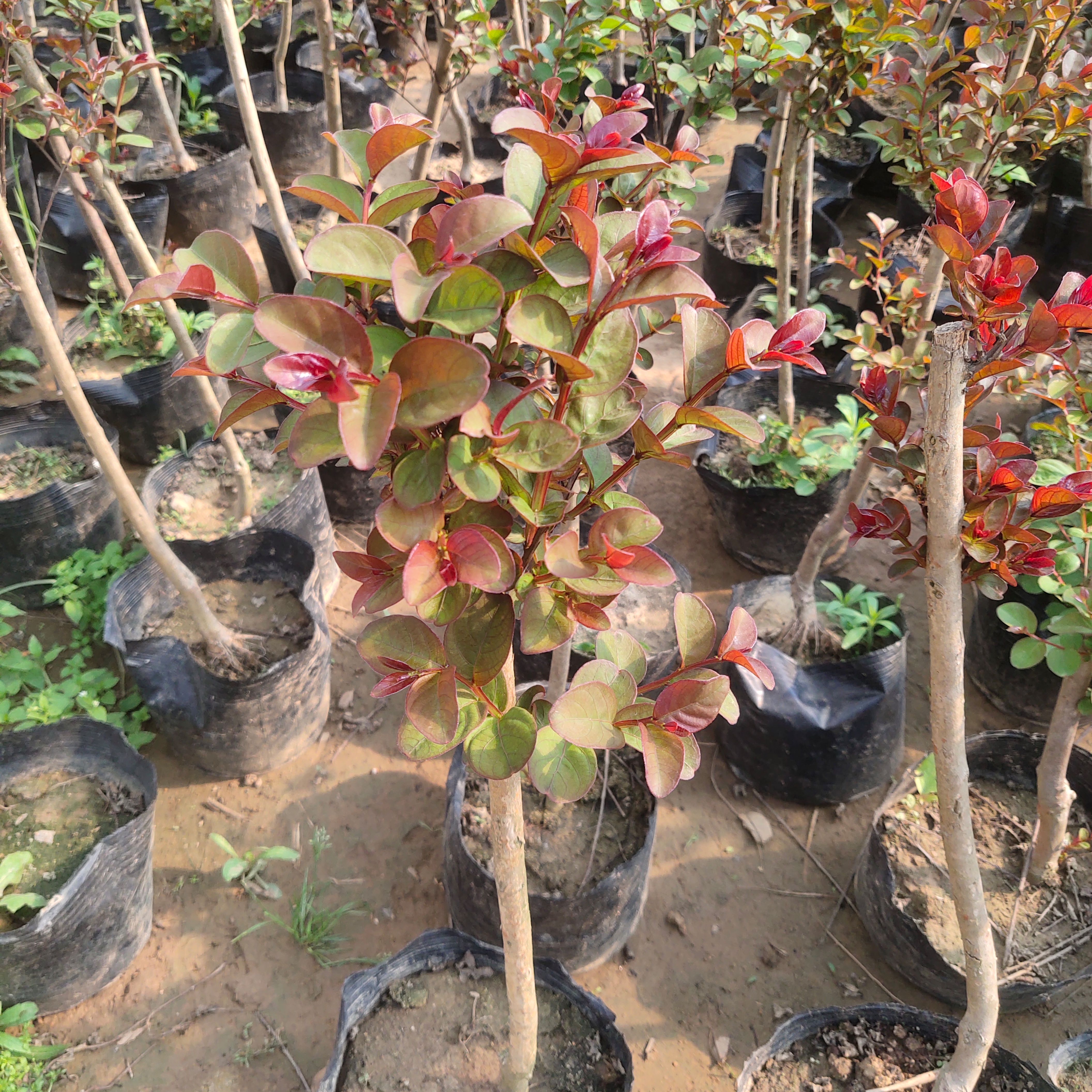 绿化苗木紫薇小苗红花紫薇树苗 庭院别墅美化苗圃工程用苗