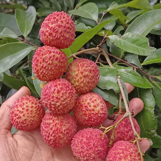 惠东县桂味