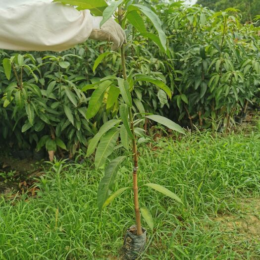 钦州100万棵芒果苗基地直供