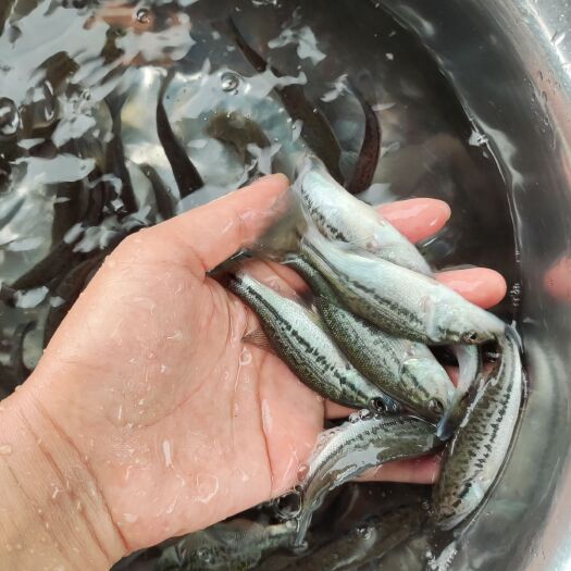清远优质鲈鱼苗.加州鲈鱼苗.宝石鲈鱼苗