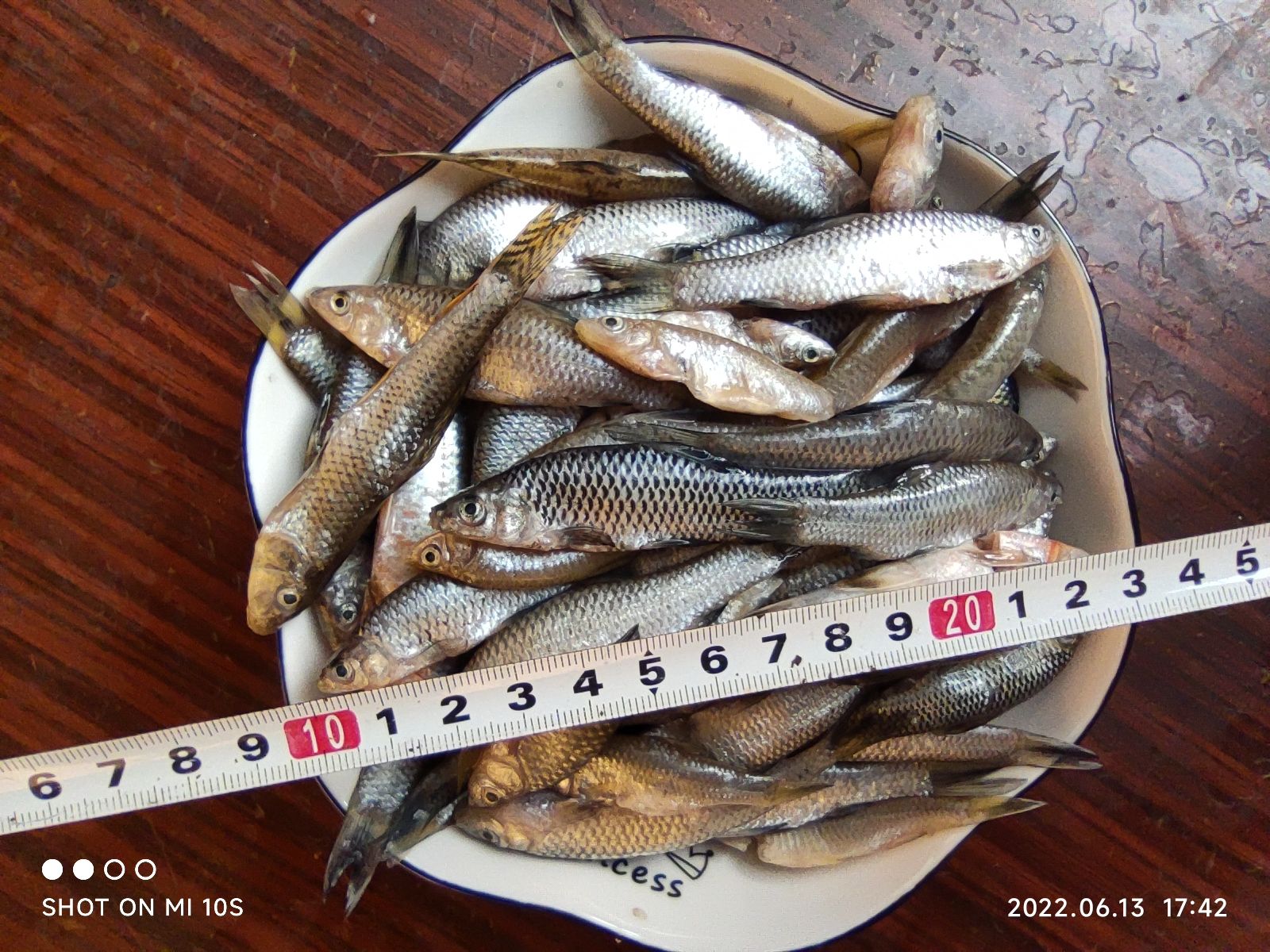 蚌埠麦穗鱼13.9元/斤麦穗鱼油炸麦穗鱼火培鱼小杂鱼淡水鱼
