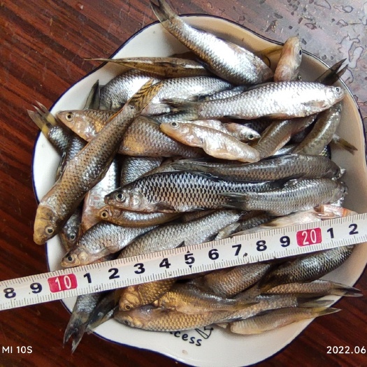 麦穗鱼8元/斤麦穗鱼油炸麦穗鱼火培鱼小杂鱼淡水鱼