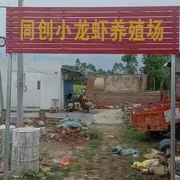 罗定市广东优质小龙虾苗