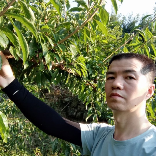 宣汉县主产青翠李和翠红李两种。