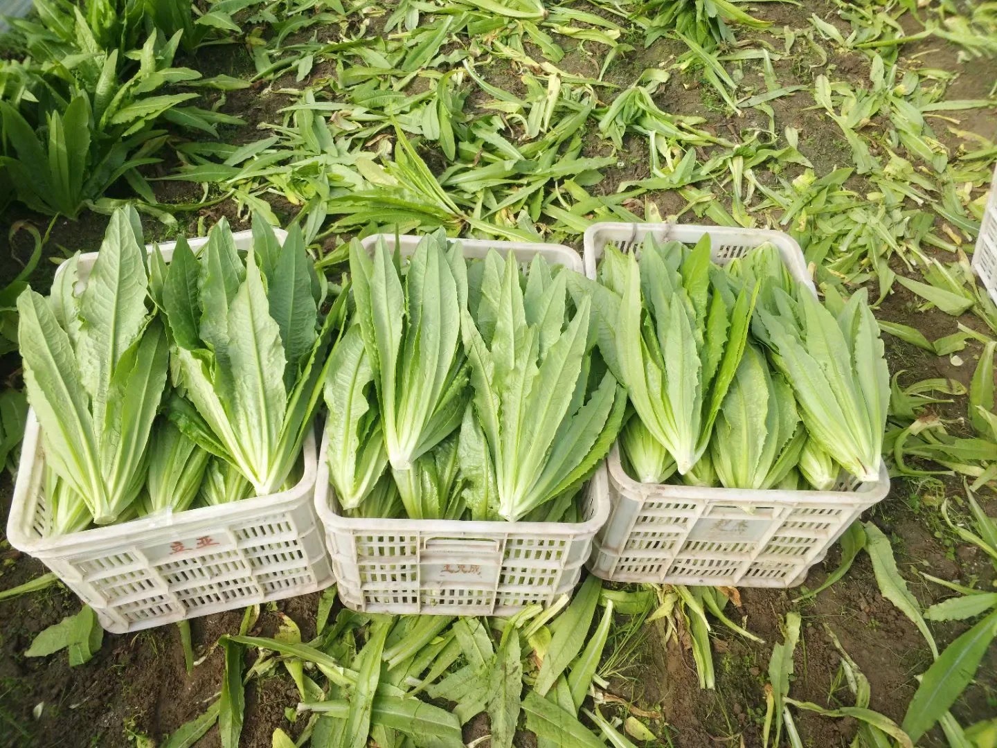 上海青/小白菜/菠菜/生菜/茼蒿、、、、