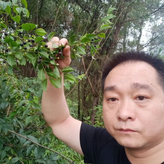 天柱县岗梅根，称星木，岗梅种子，岗梅阳枝岗梅片大量供货