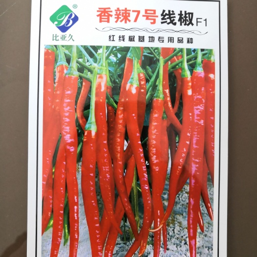 扶沟县香辣7号线椒F1线椒种子肉厚腔小抗病毒病抗逆性强2800株