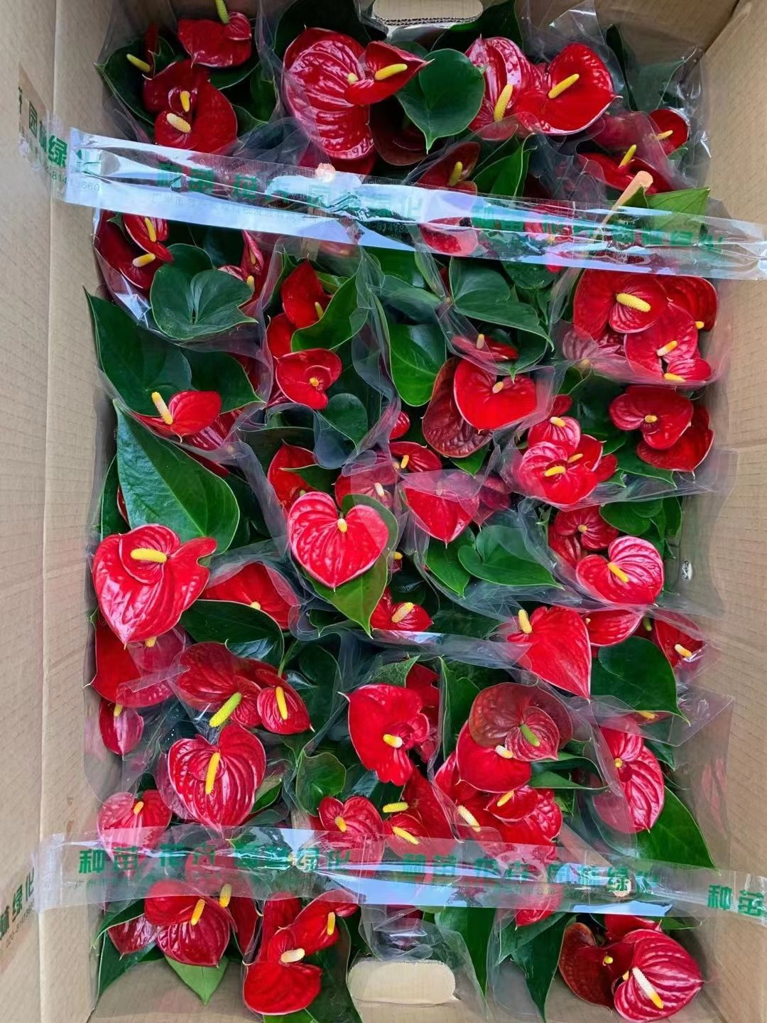 广州红掌红成功基地直销精品盆栽全国一件代发物美价廉产品好服务好。