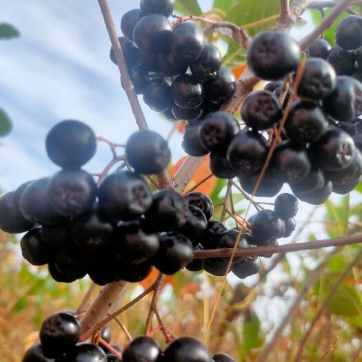 不老莓苗种 黑果腺肋花楸产量高便于管理