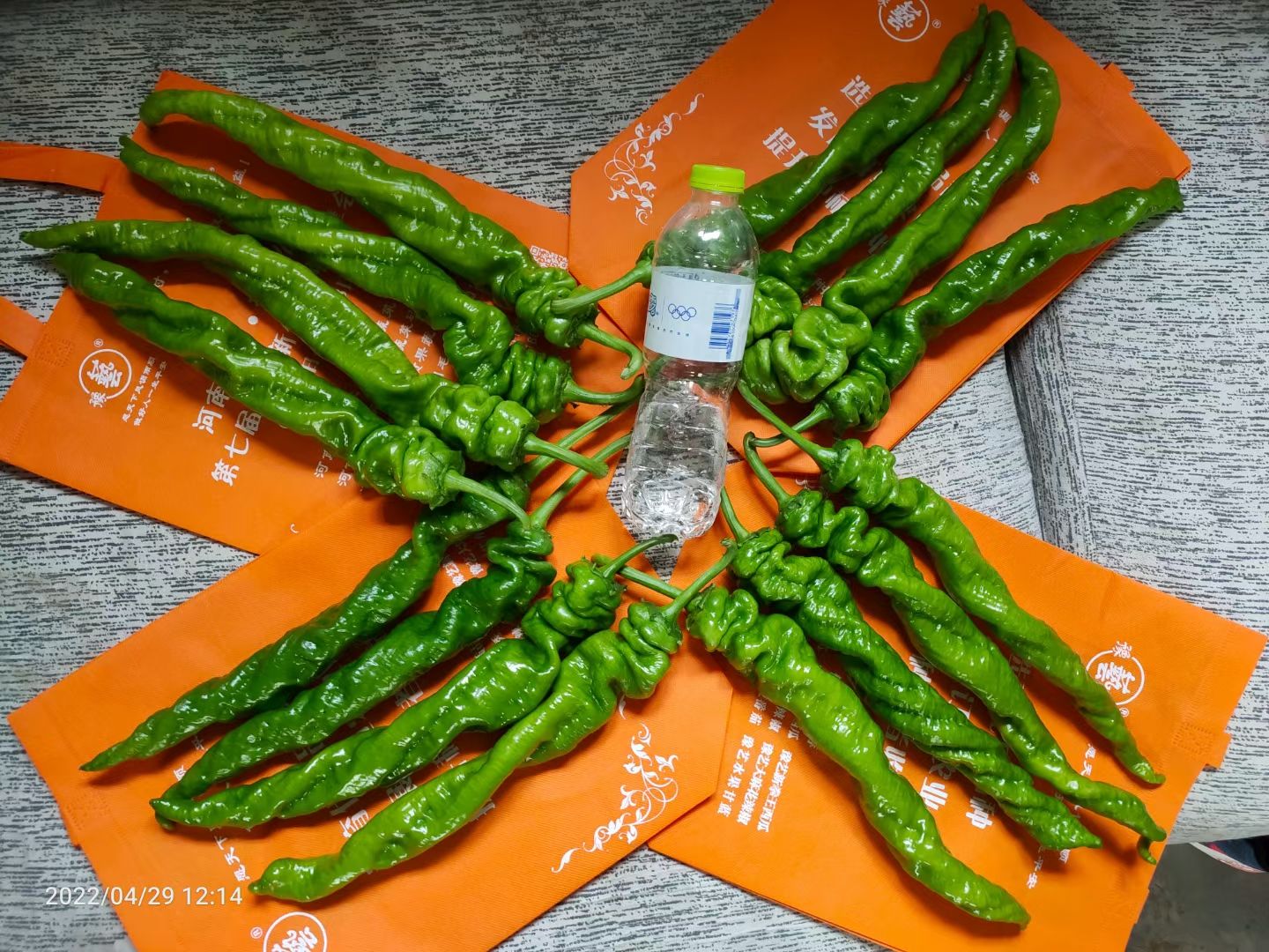 豫艺螺丝椒种子一螺到底长果40厘米皮薄肉脆全是好吃好看