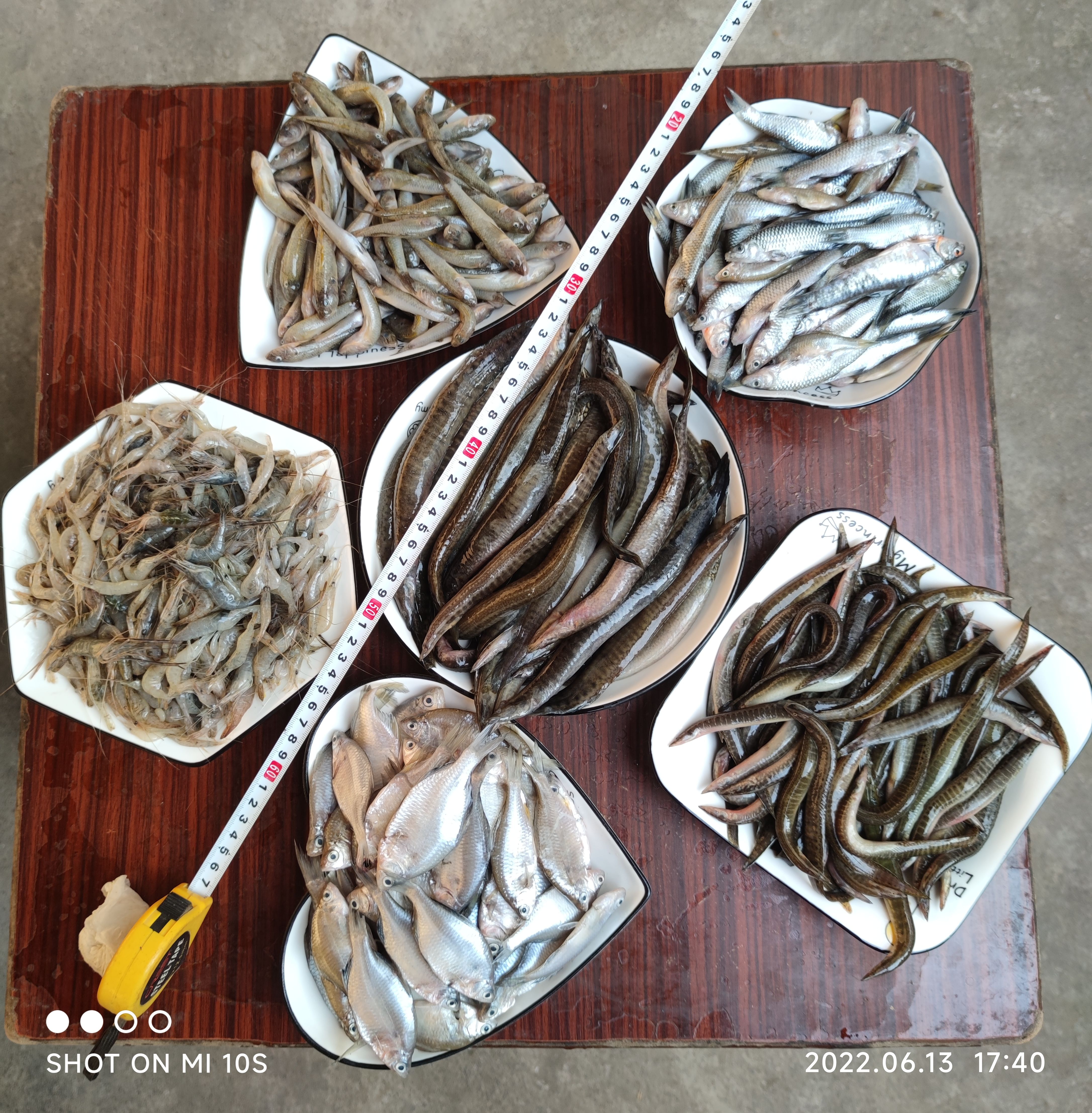 麦穗鱼8元/斤麦穗鱼油炸麦穗鱼火培鱼小杂鱼淡水鱼