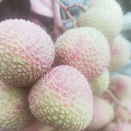 浦北县大量妃子笑，黑叶上市中，欢迎各位老板前来收购