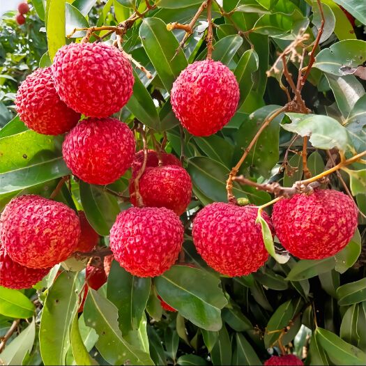 高州市广东桂味荔枝优惠