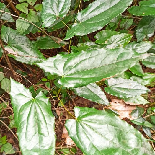 淫羊藿 三枝九叶草，箭叶淫羊藿 仙灵脾