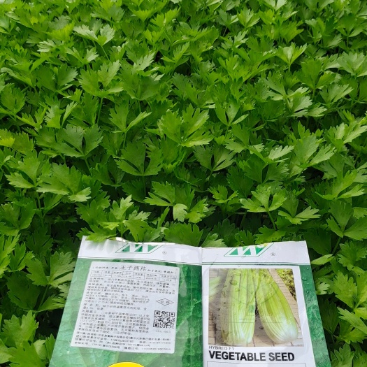 通海县优质精品西芹苗。基地直发