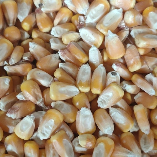 长春干玉米吉林省九台市松花江好山好水出好米
