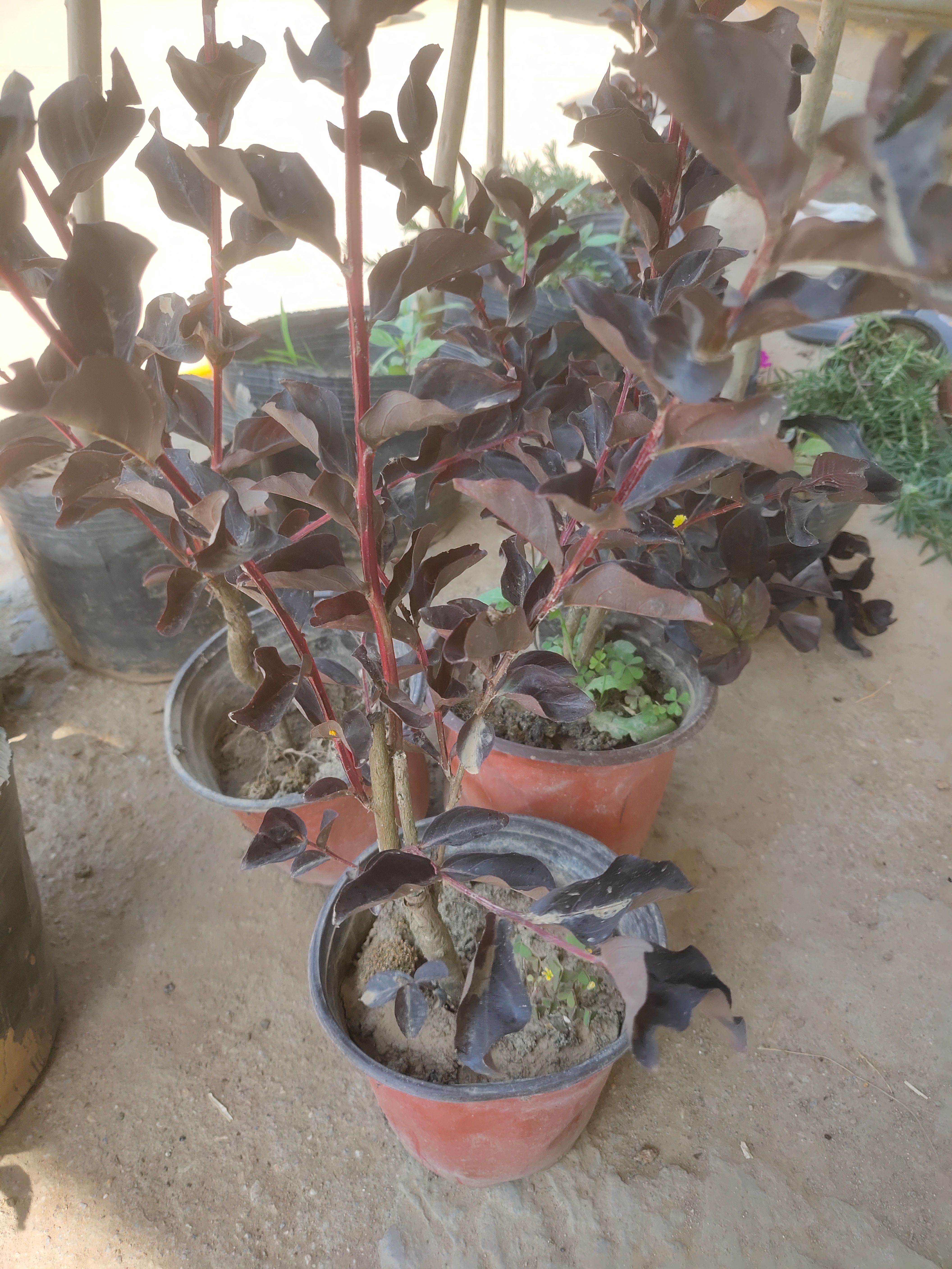 绿化苗木紫薇小苗红花紫薇树苗 庭院别墅美化苗圃工程用苗