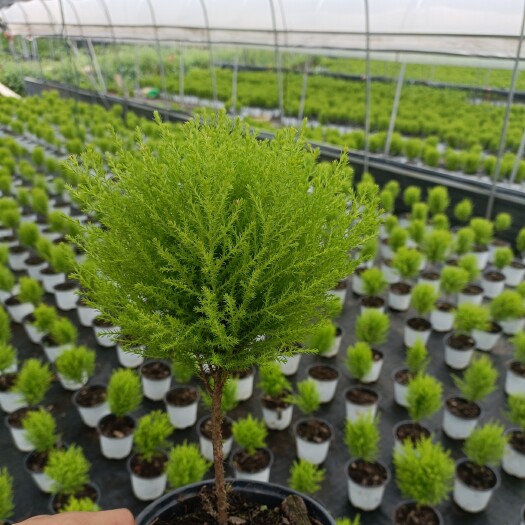 玉溪棒棒糖香松，四季常绿，懒人植物易养活