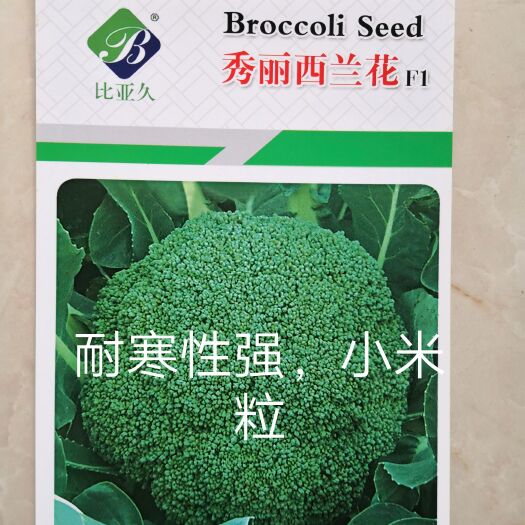 秀丽西兰花种子~一袋2000粒，耐寒性好，零下8~9度绿