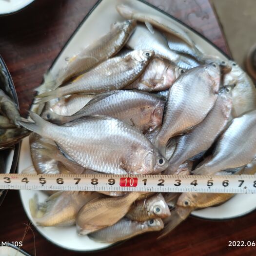 鳑鲏鱼9.9一斤喂猫咪罗汉鳄龟饵料饲料鱼小杂鱼开口料